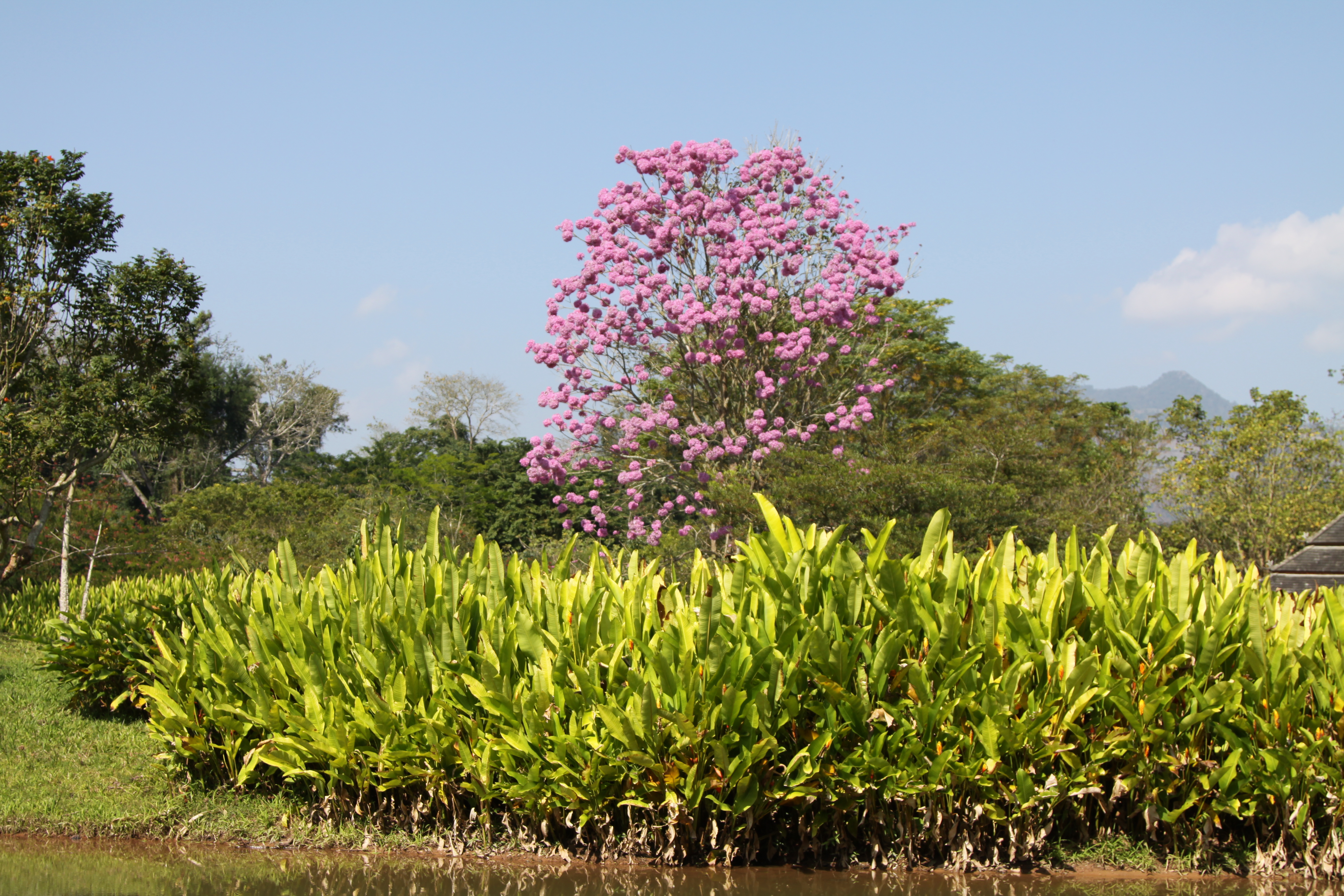 中科院华南植物园待遇怎么样?好考么?与西双