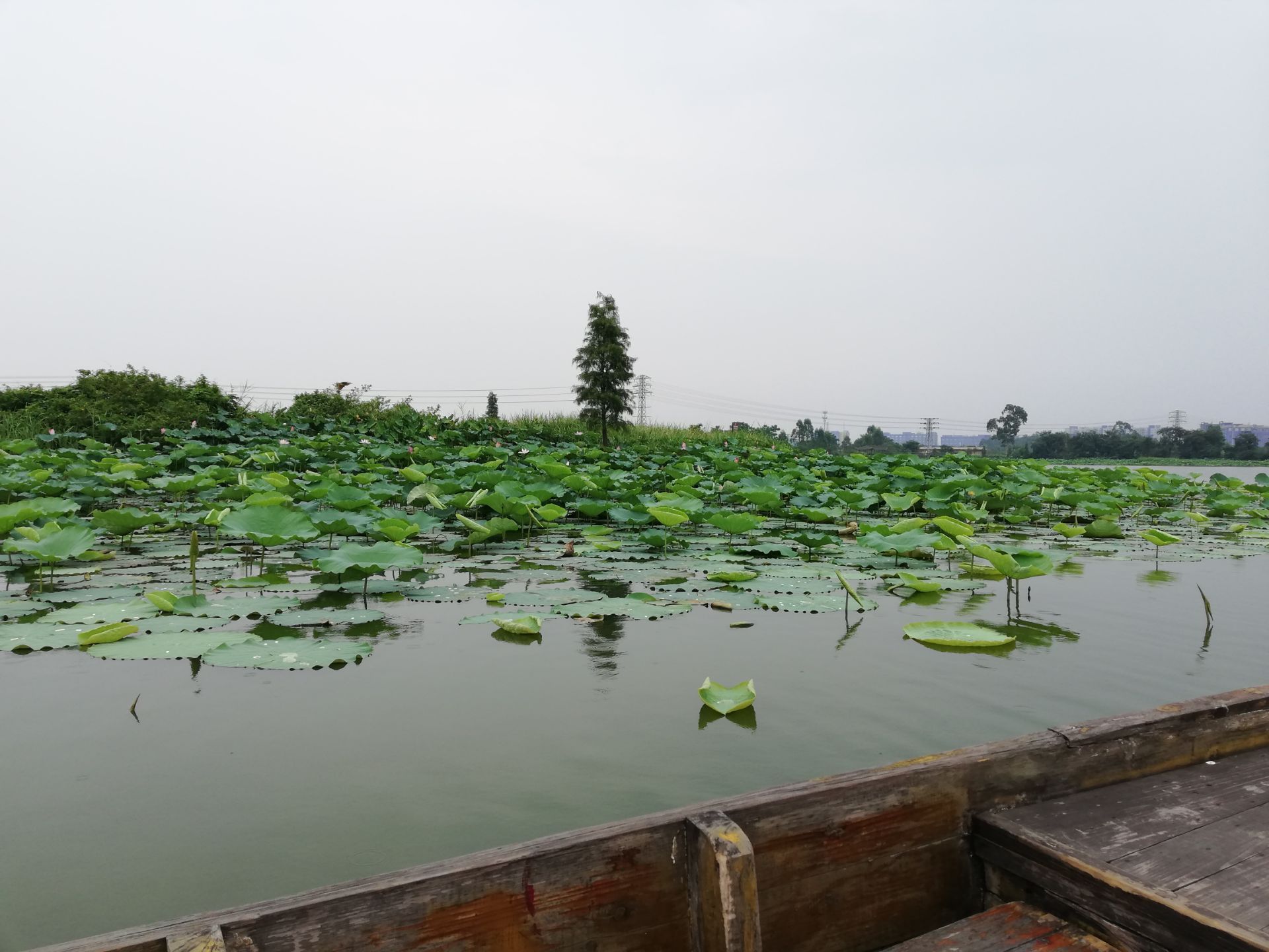 古劳水乡的旅游主要是坐船去看荷花还有湖里的景色最好是自驾游值得一