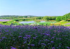 大塘金香草谷