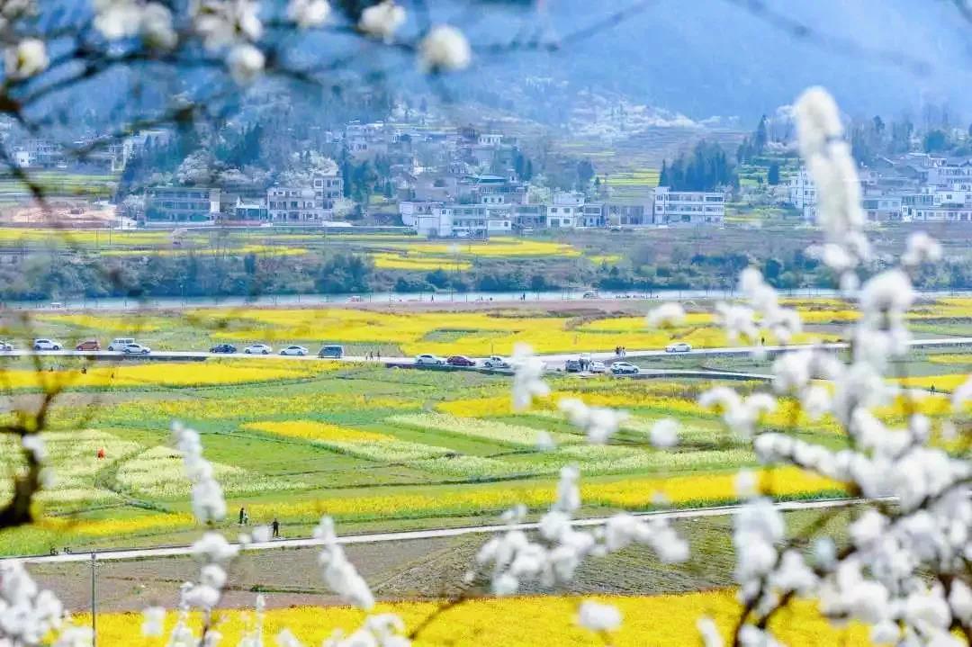 乡游黔中 相约贵定红旗村,邂逅金海雪山的限定春景