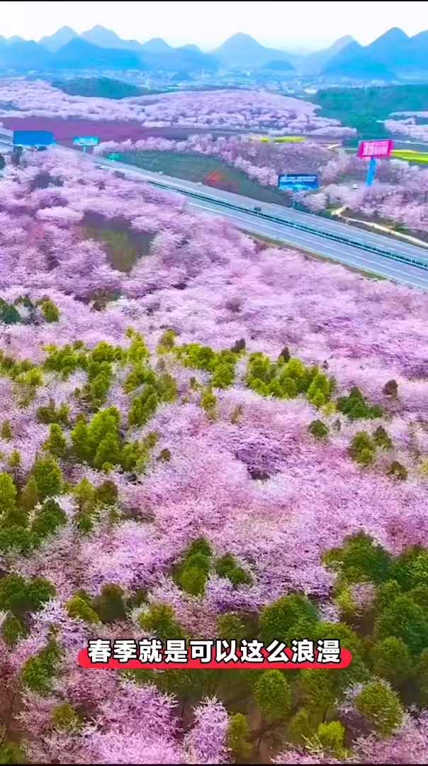 贵州安顺平坝樱花季