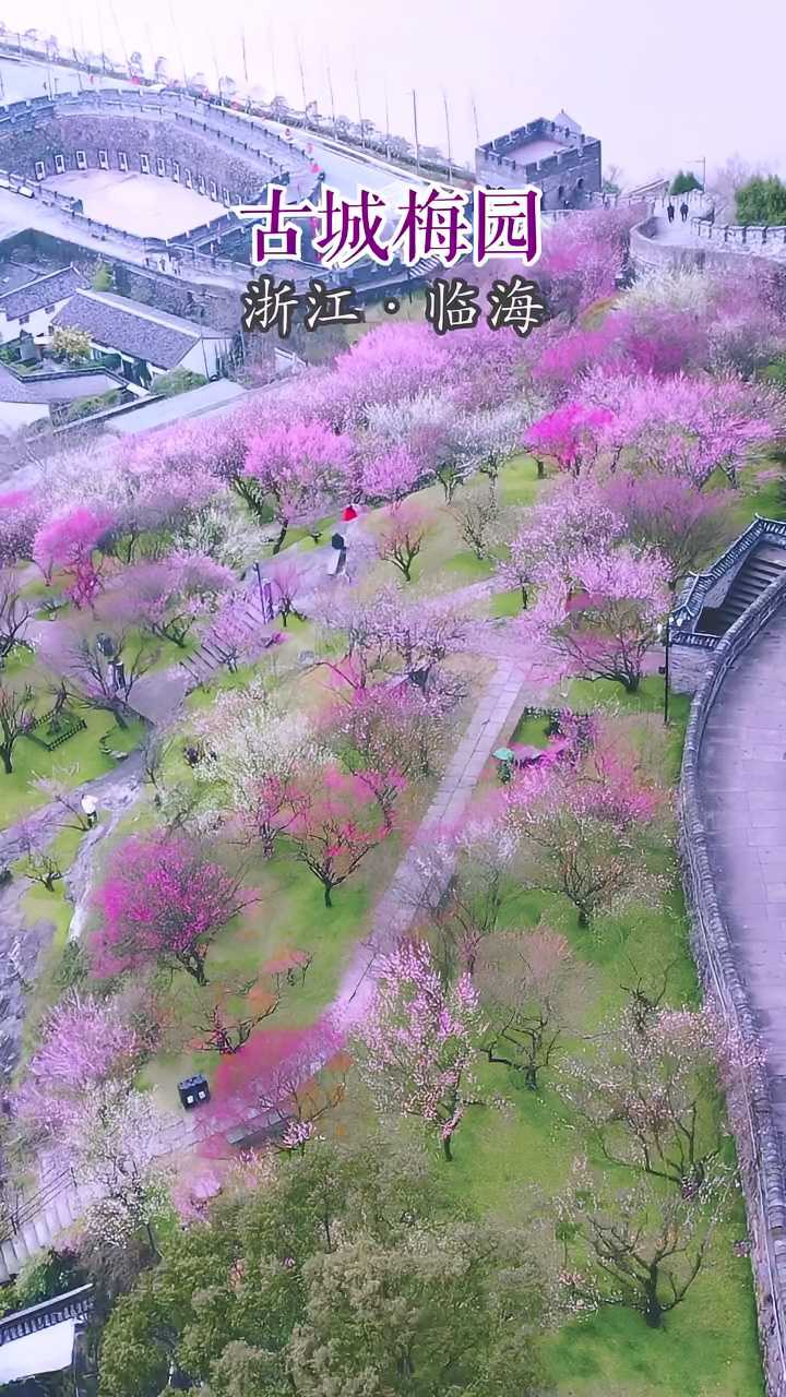 临海台州府城墙上的梅园花开成海