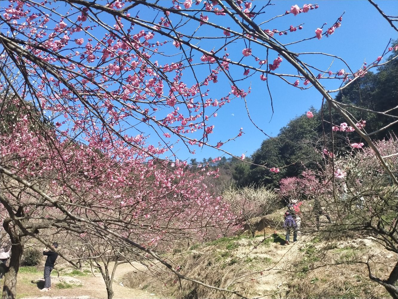 萧山进化吉山梅园