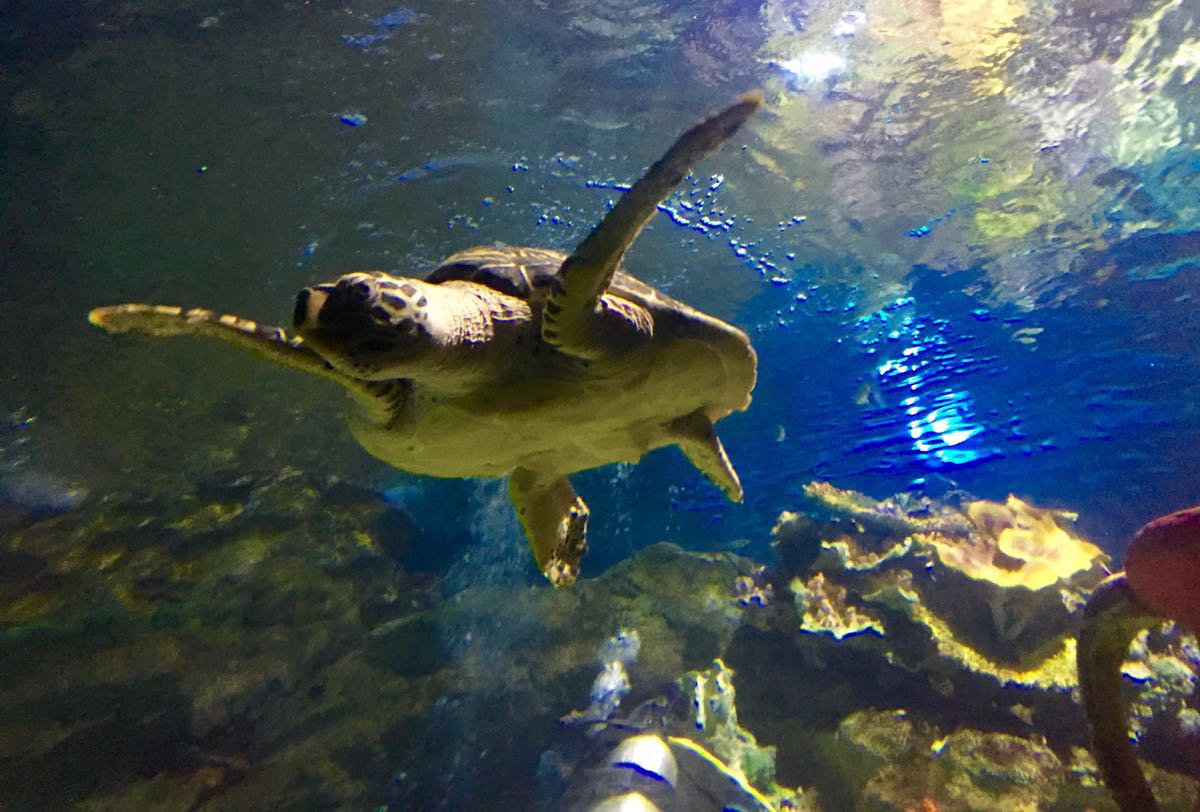 壁纸 动物 海底 海底世界 海洋馆 鲸鱼 水族馆 915_607