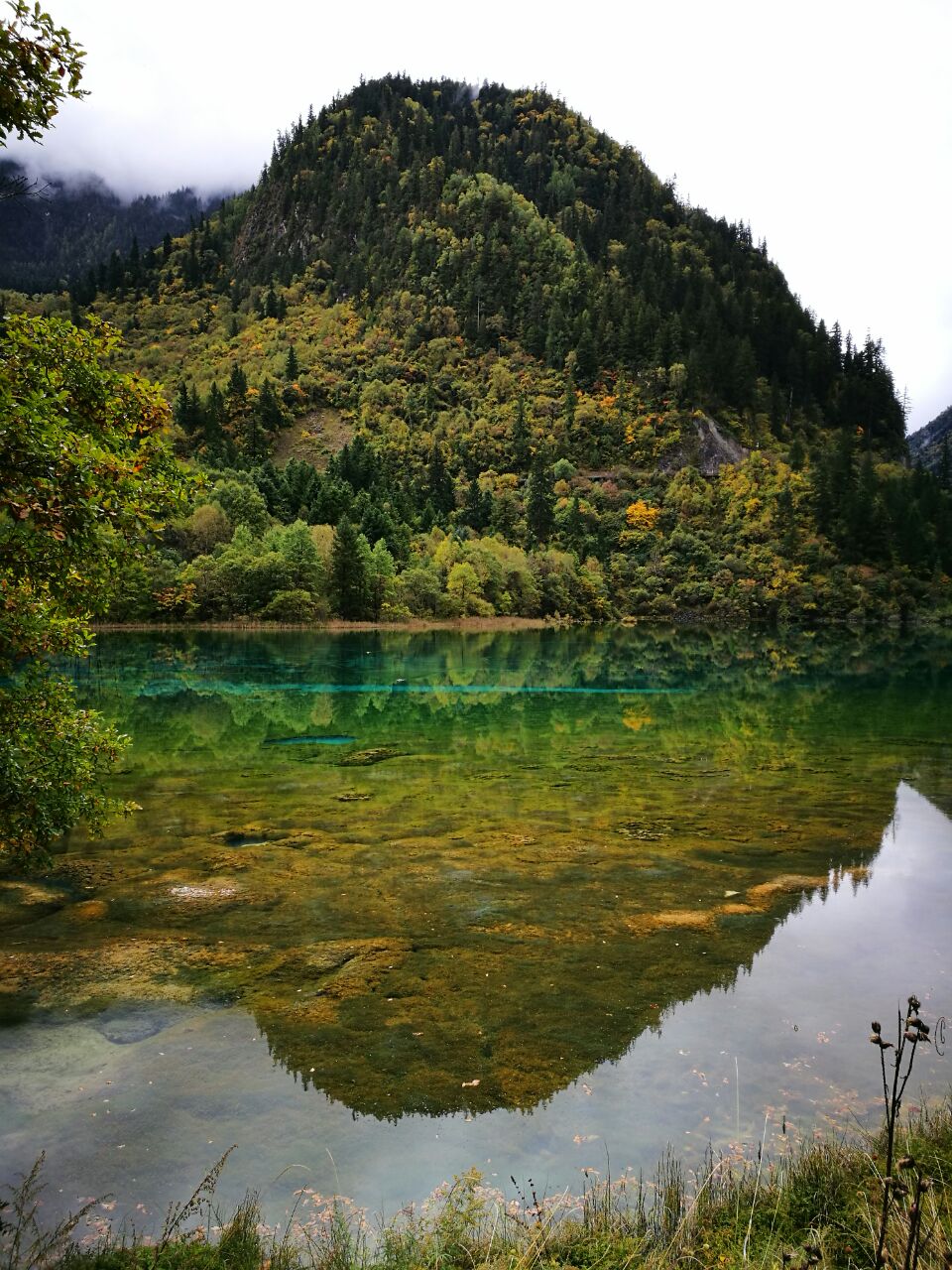 箭竹海