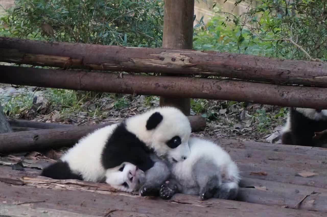 想到成都旅游,第一站肯定是看大熊猫。不愧是大熊猫的故乡,大街小巷都是熊猫的玩偶,连繁华的太古里IFS顶楼都爬着一只大熊猫。
因为是自由行,反复研究了大家的点评,将本来周六去的计划改到了周一,事实证明是明智的。虽然周末不及国庆那般疯狂,但我们周一逛完出来,接车师傅说前两天周末人数至少是周一的5倍。
成都的景区直通车很方便,有从不同地方出发去大熊猫基地的。但是看评论大家说要赶早,我琢磨着从酒店要很早出门,赶8点从宽窄出发的一趟,还不如从酒店直接约车出发,节省时间。如果您是携程的老用户,会有