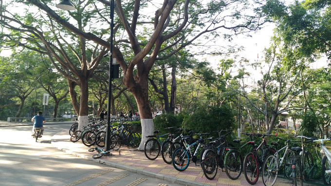 厦门大学  厦大里随处可见的自行车