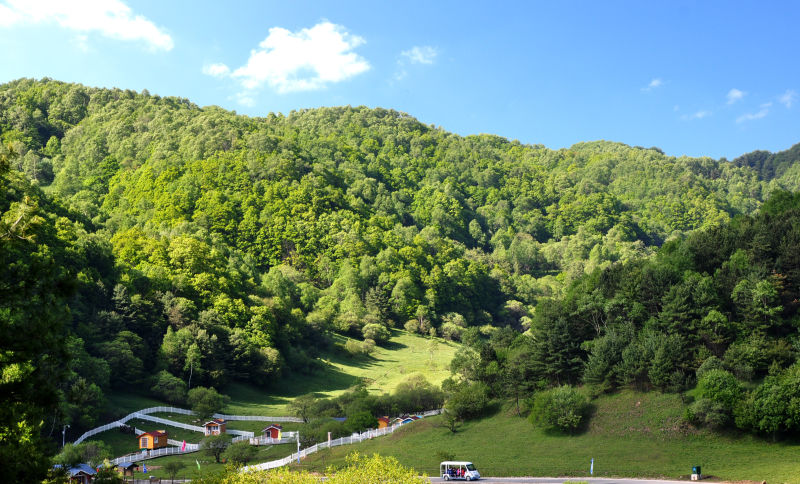 一处原生态的高山草甸,景区地势平坦,水源充足,森林茂密,草场广阔