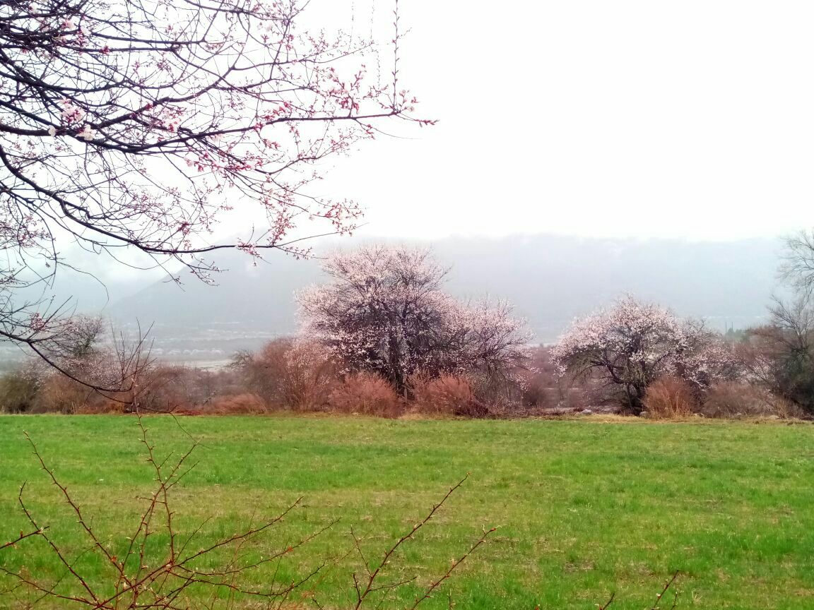 嘎拉桃花村