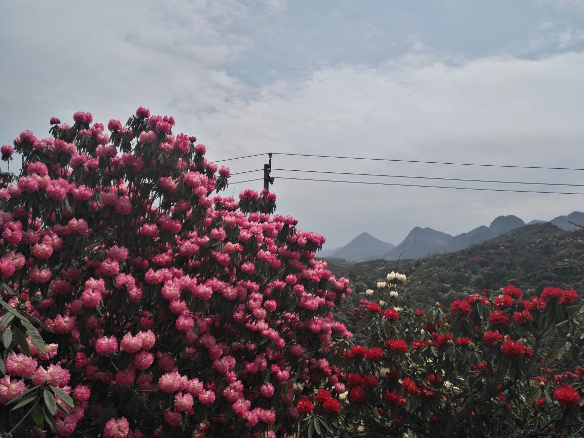 百里杜鹃风景区