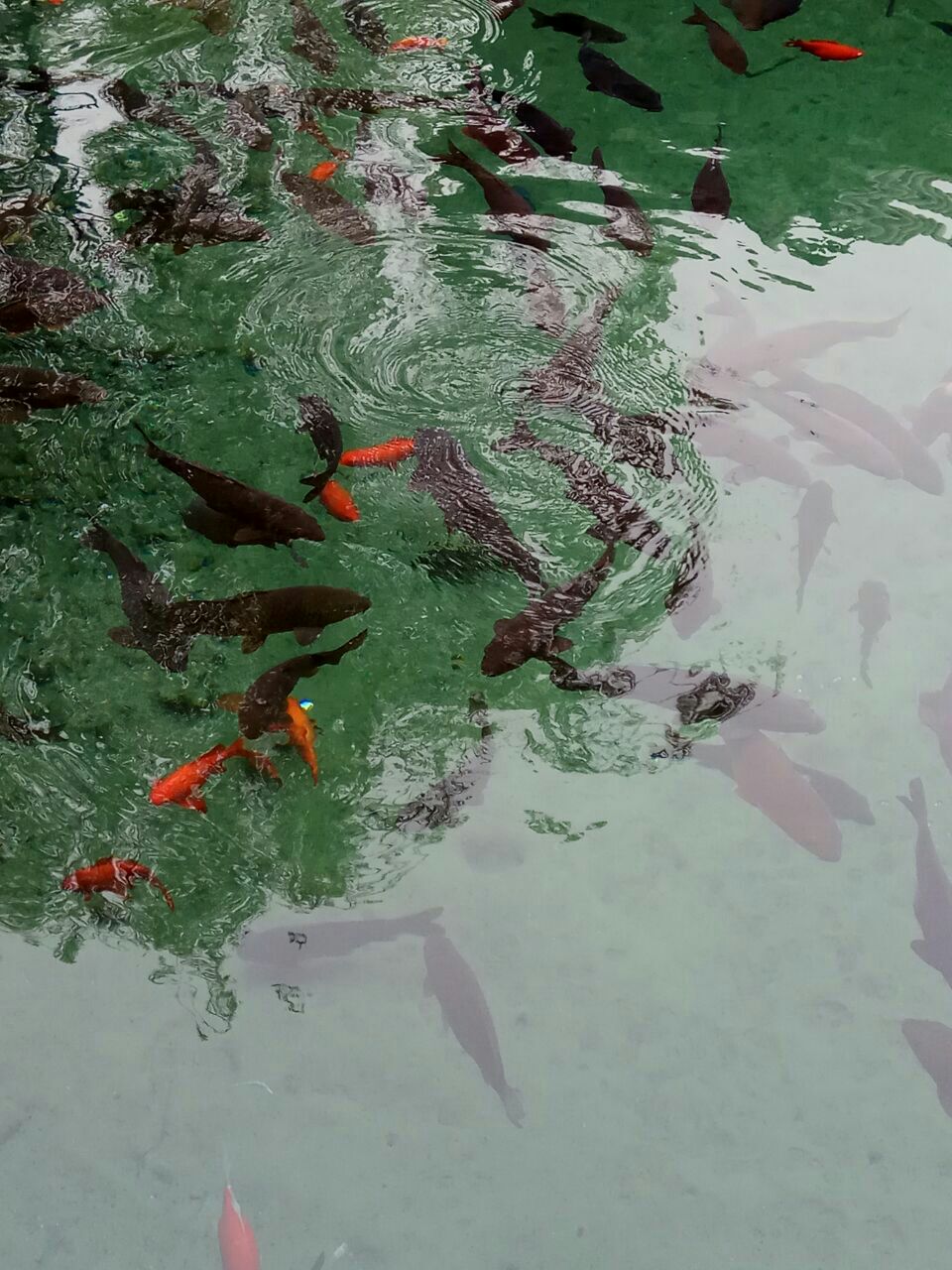 清澈见底是真的真的清的很假里面肥美的鲤鱼成群结队水至清则无鱼在