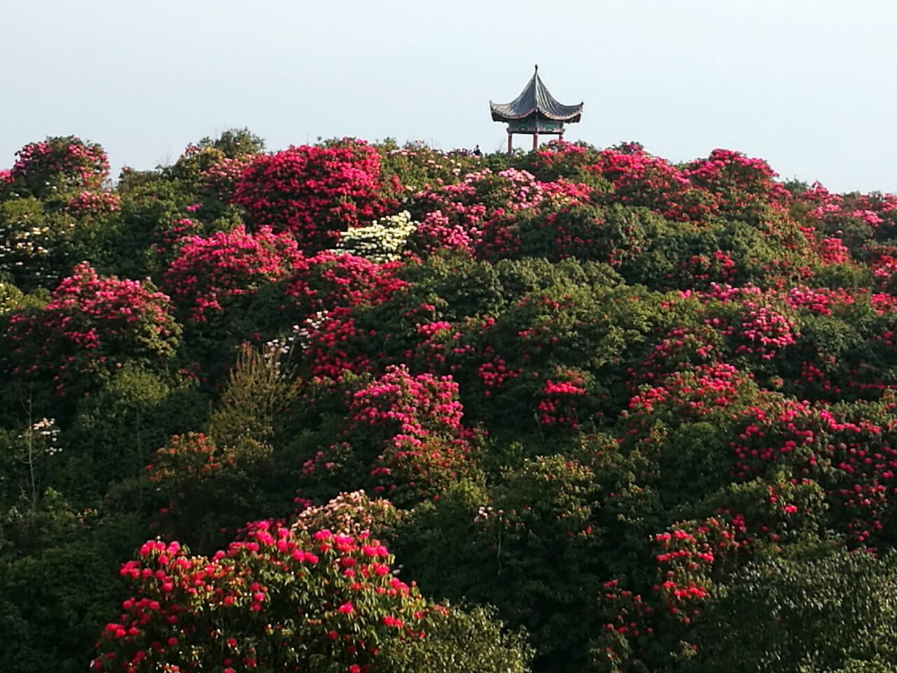 毕节百里杜鹃风景区好玩吗,毕节百里杜鹃风景区景点怎么样_点评_评价