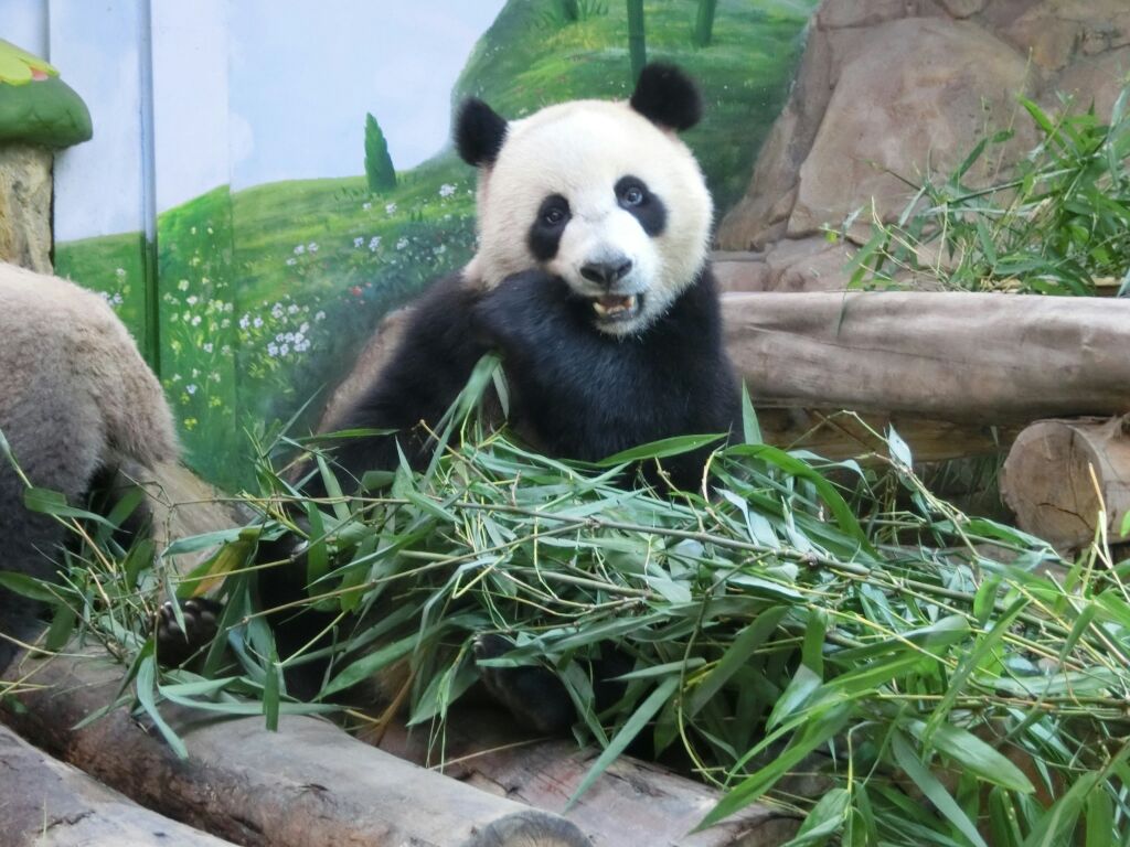 长隆野生动物世界