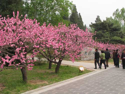 石家庄植物园