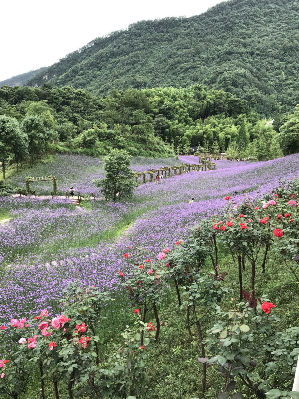 【携程攻略】天府花溪谷门票,大邑天府花溪谷攻略