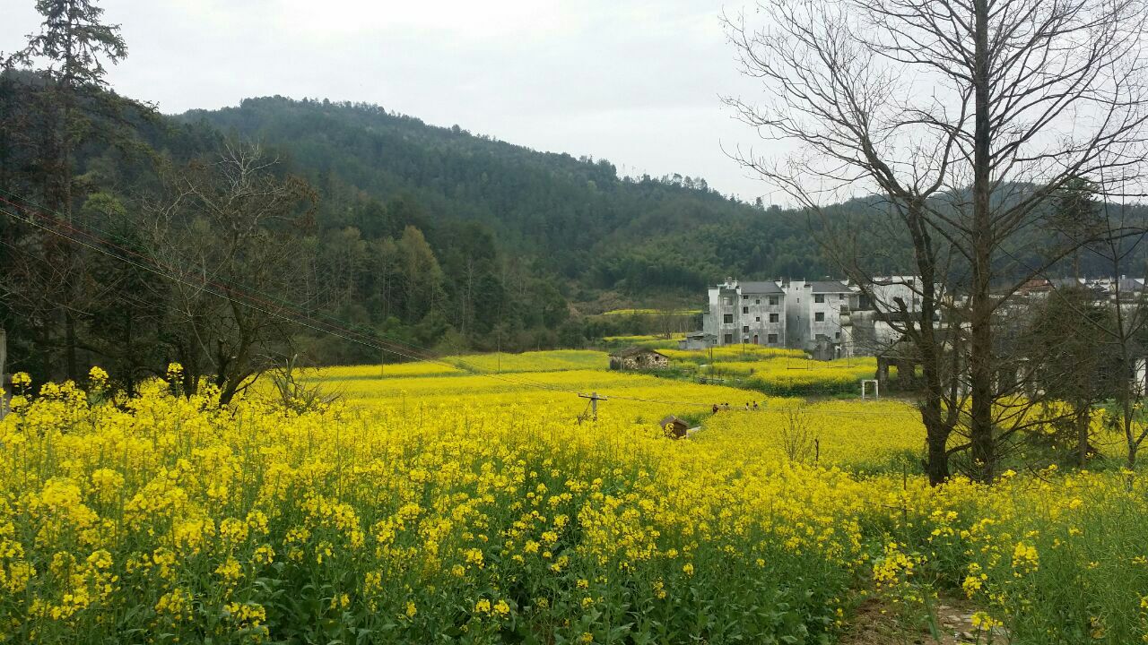 思溪延村门票,思溪延村门票价格,思溪延村门票团购