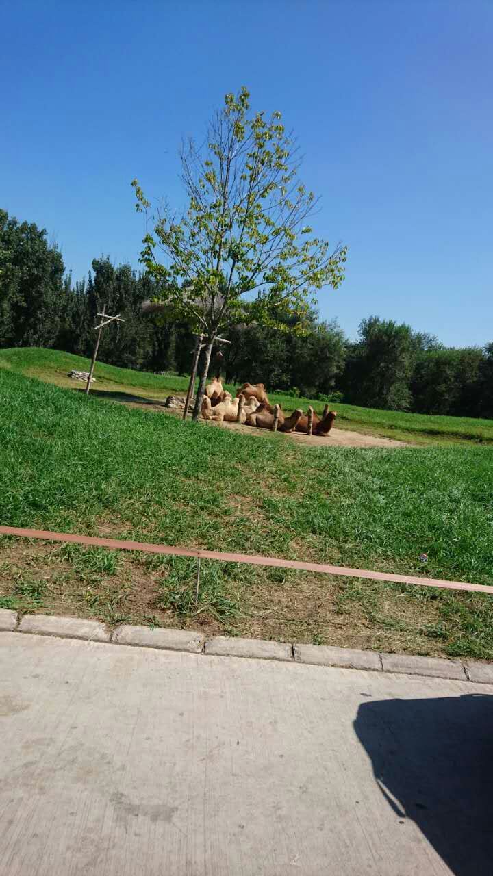 出票很快,买完就把验证码发过来了,我觉得应该是最便宜的成人票,在售票窗口换票的时候,还有人问我多钱买的,说他们买的要150多,小高兴呢。再说说关于游玩,1.换票时会一起给你一张电子导游兑换券,用它在入口左手边租用电子导游器,一天20元,押金100。2.入口右手边就有小代步车,建议租用,因为可以开到任何地方,而且园区特别大,走起来确实蛮累的,有个地方叫奇妙之旅,就可以开着这个车进入,里面可以近距离喂食小动物,对于我这种怕动物的人来说,还真是惊险呢。里面不让步行,如果你没在门口租车,就得在这个景点入口租,还只
