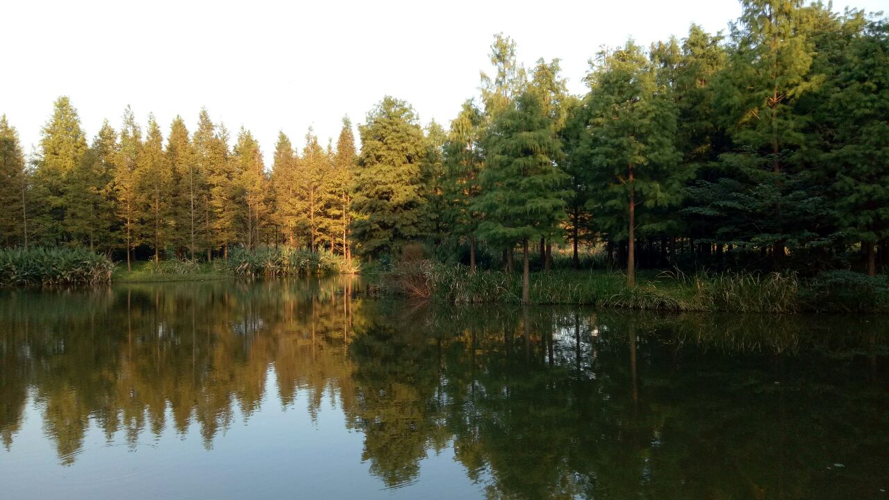 上海青西郊野公园攻略,上海青西郊野公园门票/游玩