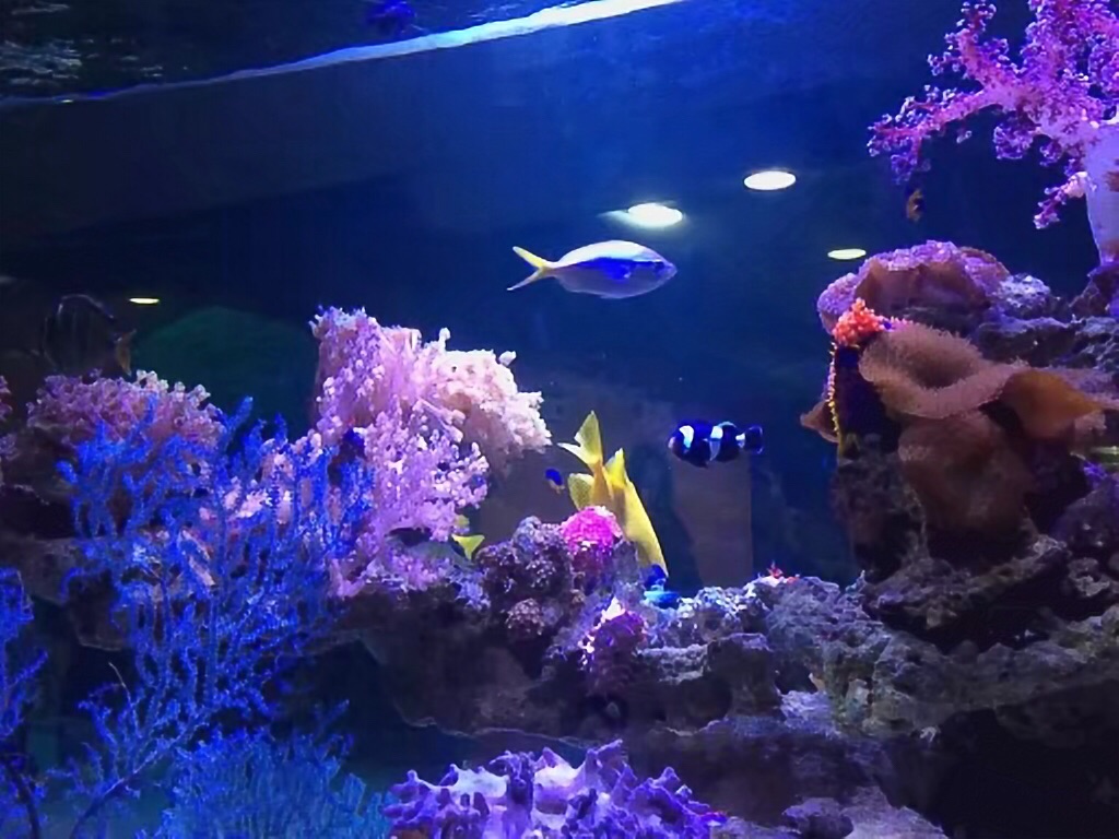 【携程攻略】济南大明湖海底世界好玩吗,济南大明湖样