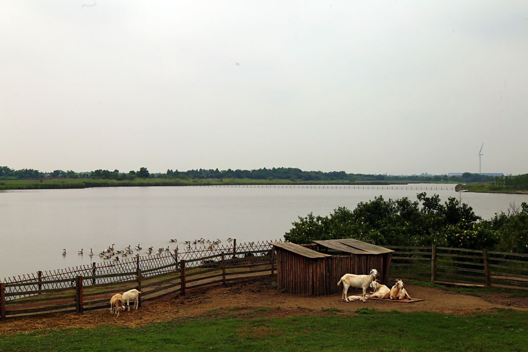 东滩湿地公园