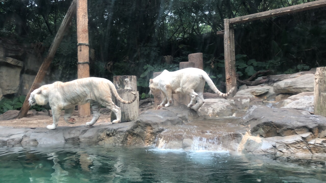 长隆野生动物世界