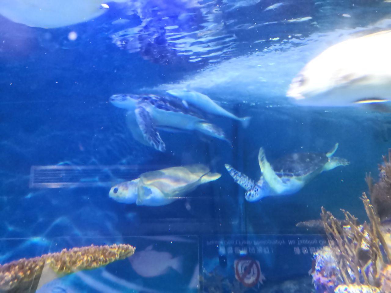 上海海洋水族馆