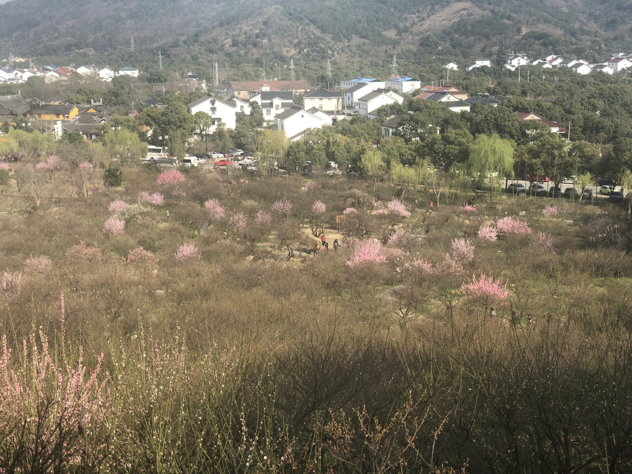 【携程攻略】苏州香雪海景点,景色不错,还有一半梅花