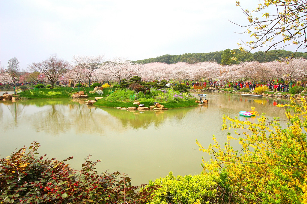 武大樱园樱花美 东湖樱园樱花艳 2018年樱花季武汉赏樱小记