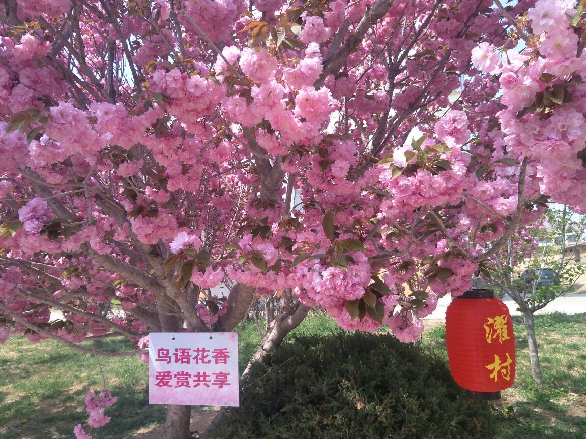 莱阳濯村樱花小镇