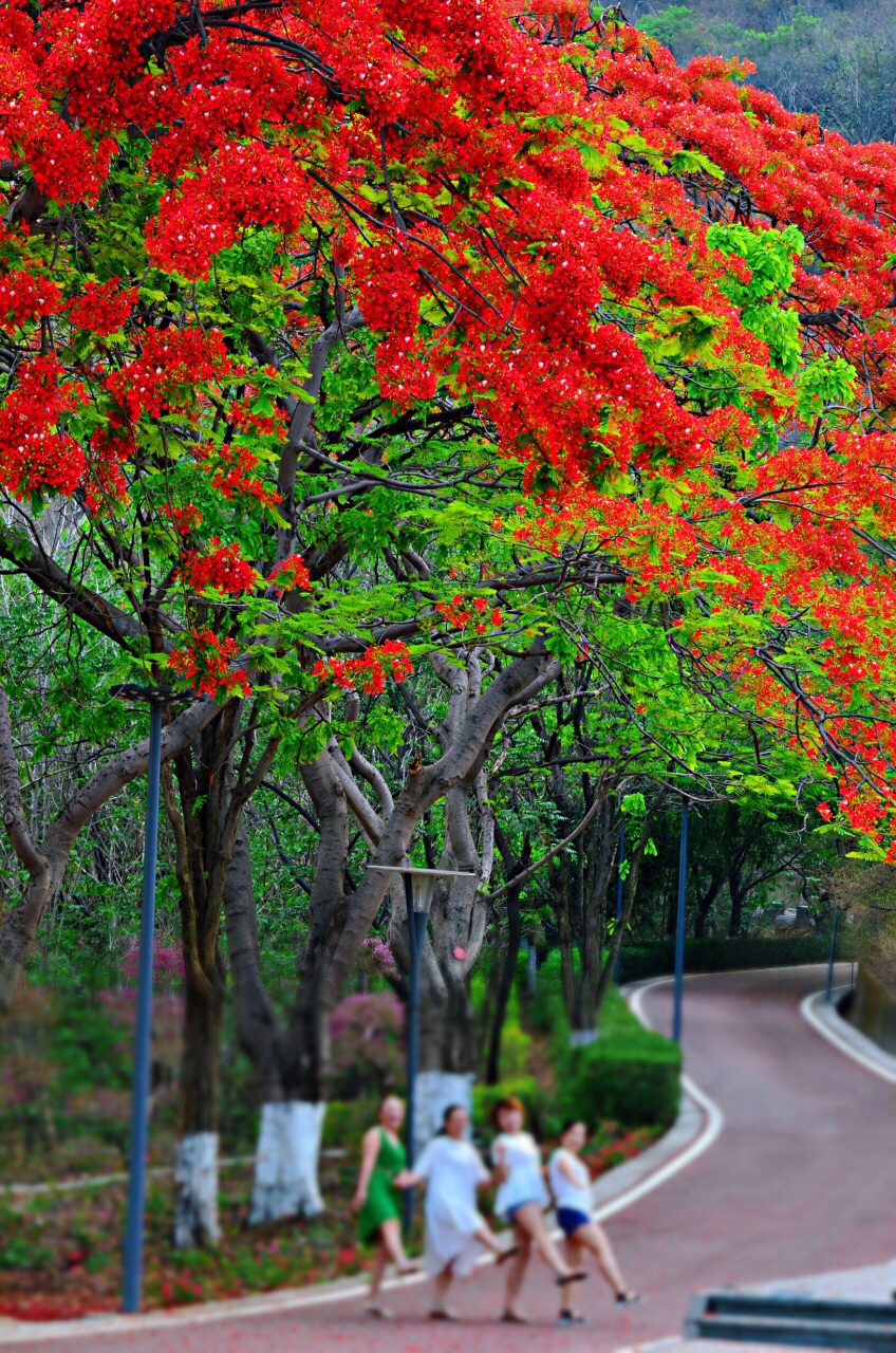 攀枝花公园位于市中心,也是城市中心的一块绿肺,每天在这里晨练的人