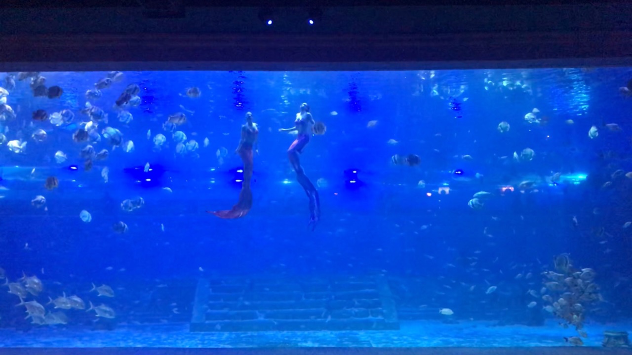 重庆汉海海洋公园好玩吗,重庆汉海海洋公园景点怎么样