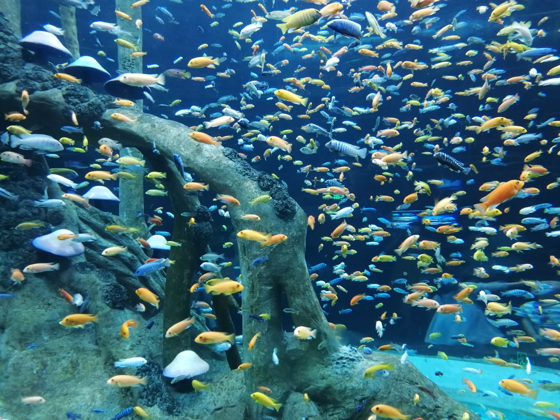 重庆汉海海洋公园好玩吗,重庆汉海海洋公园景点怎么样