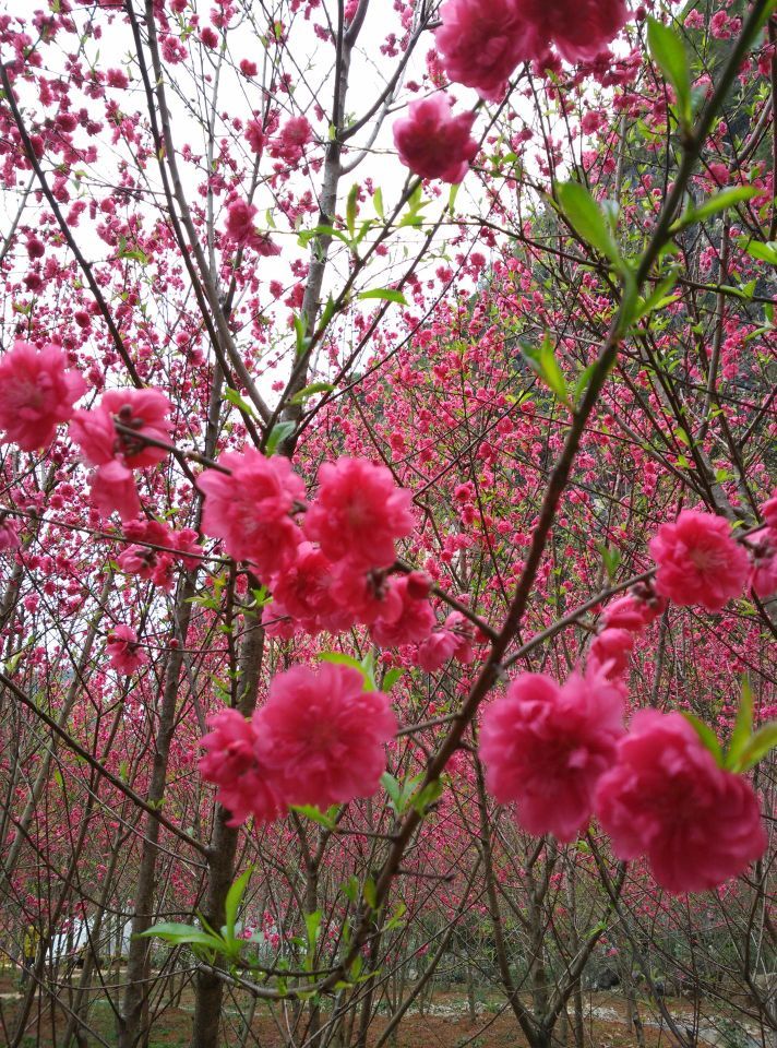 桃花盛开的地方,如果要走桃花运,来对地方了.