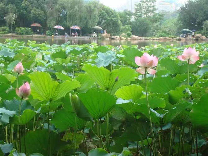 可以钓鱼 公园环境保护的很好 一池荷花也是开的灿烂,有不少鱼 罗非鱼