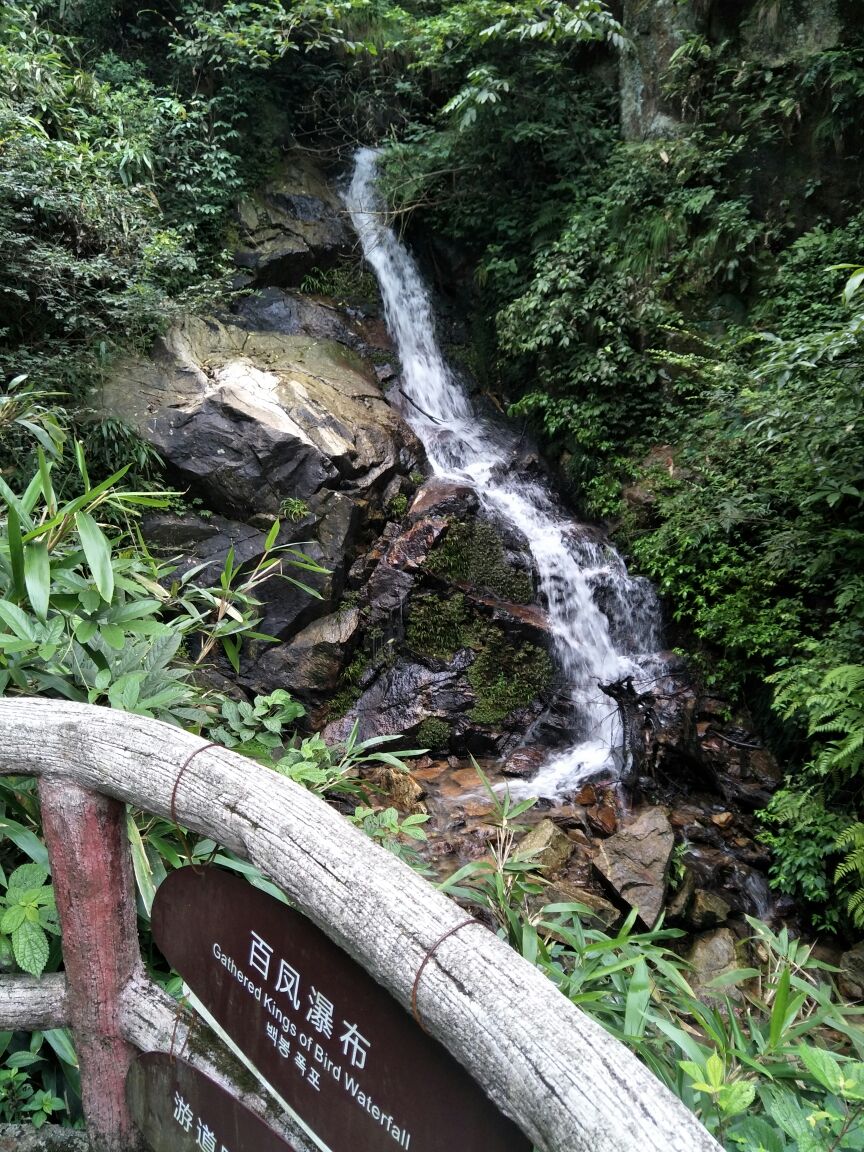 雖然天氣不佳,但為賞楓而來的我,也感到值得了。在通往聚仙亮的上山路,雖然很陡,但兩邊都修了鐵鍊,如同有兩支登山杖,加上沿途楓樹片片,所以走得不算辛苦。到天鵝湖後循叠翠瀑下山,除了有幾個蠻好看的瀑布外,沿路也有紅楓點綴,甚有意境。再折回相山櫻花園上行至相山亭,那裡有幾棵參天銀,帶給上甚多驚喜。然後循櫻花園中小路下山,最後看完王仙嶺瀑,完成整個旅程,玩了3個小時,悠閒也盡興。唯一可惜是天氣欠佳,高景幾個觀景亭只能看見朦朧樹影。若到2月櫻花盛放,也值得再來一次。