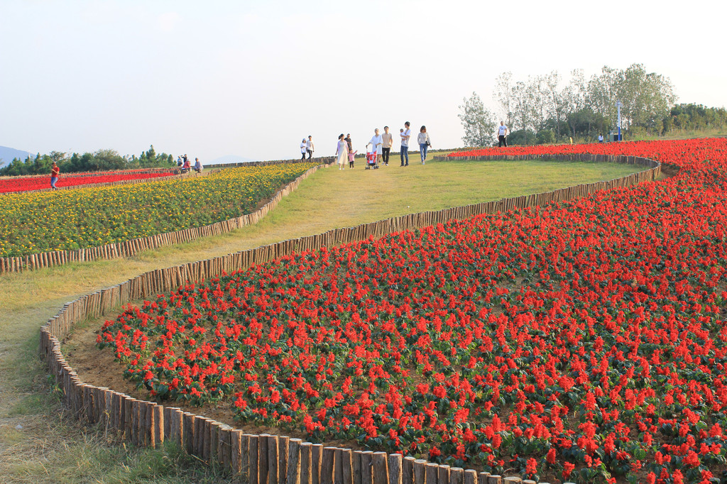 赏花散心好去处 巢湖郁金香高地