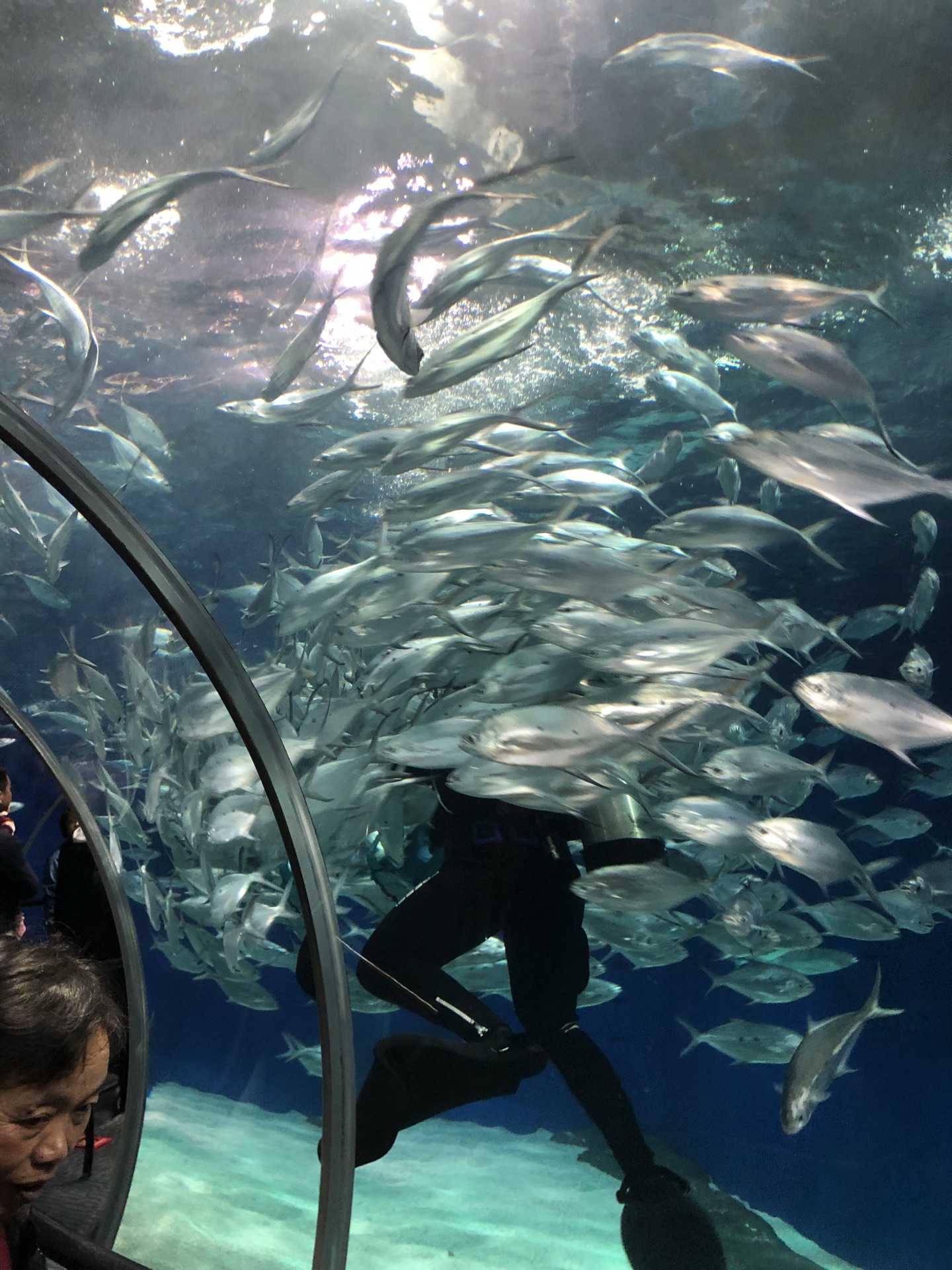 上海海洋水族馆