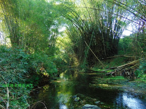 溪水边竹林遮天蔽日,绵延几公里,福利镇发现一个生态村子