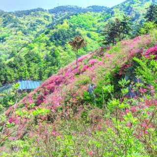 孝昌双峰山国家森林公园攻略-双峰山国家森林公园门票价格多少钱-团购