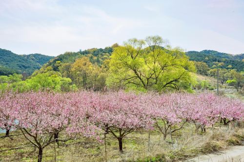 桃花岛风景区