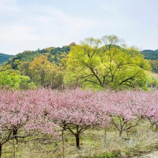 桃花岛风景区