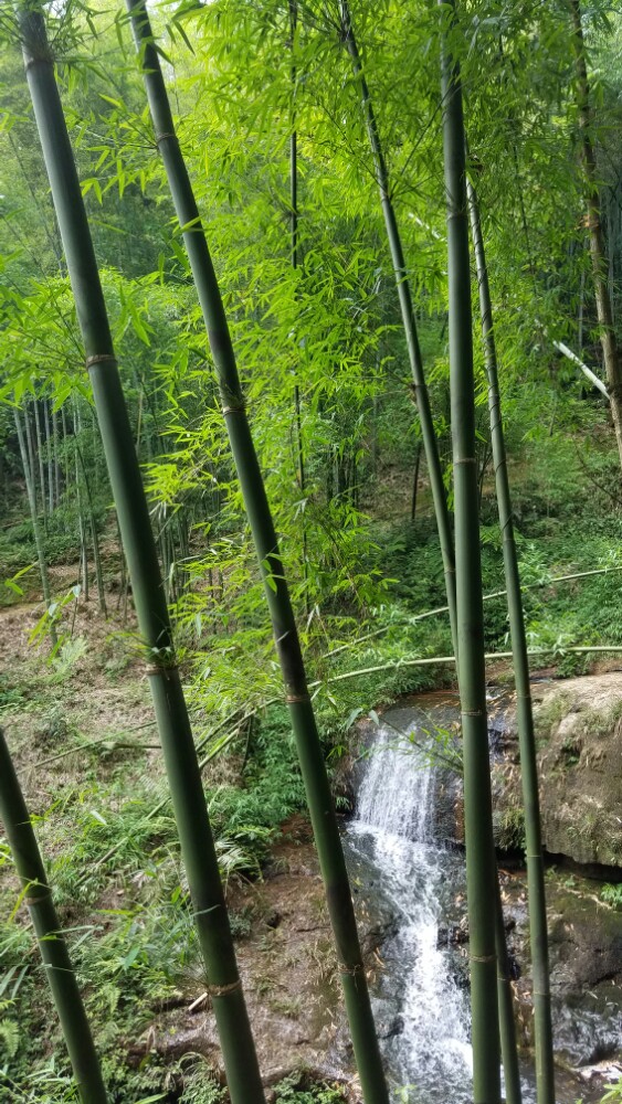 风景很好,大片的竹子,很壮丽,就是吃的有点小贵.