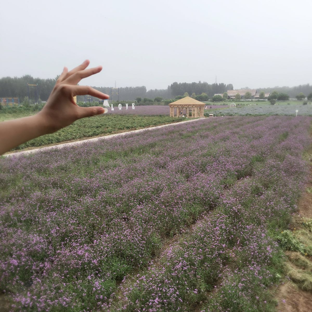 章丘区紫缘香草园攻略,章丘区紫缘香草园门票/游玩攻略/地址/图片