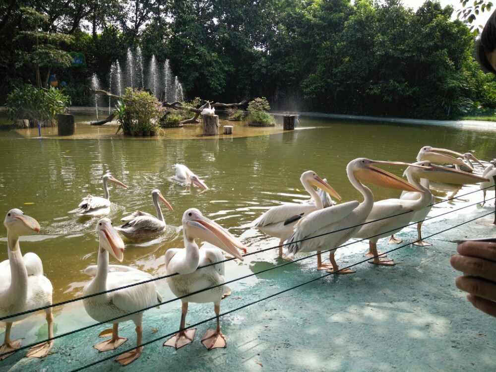 长隆飞鸟乐园