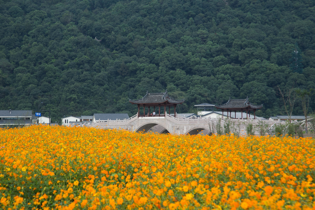 杭州,湘湖那片花海