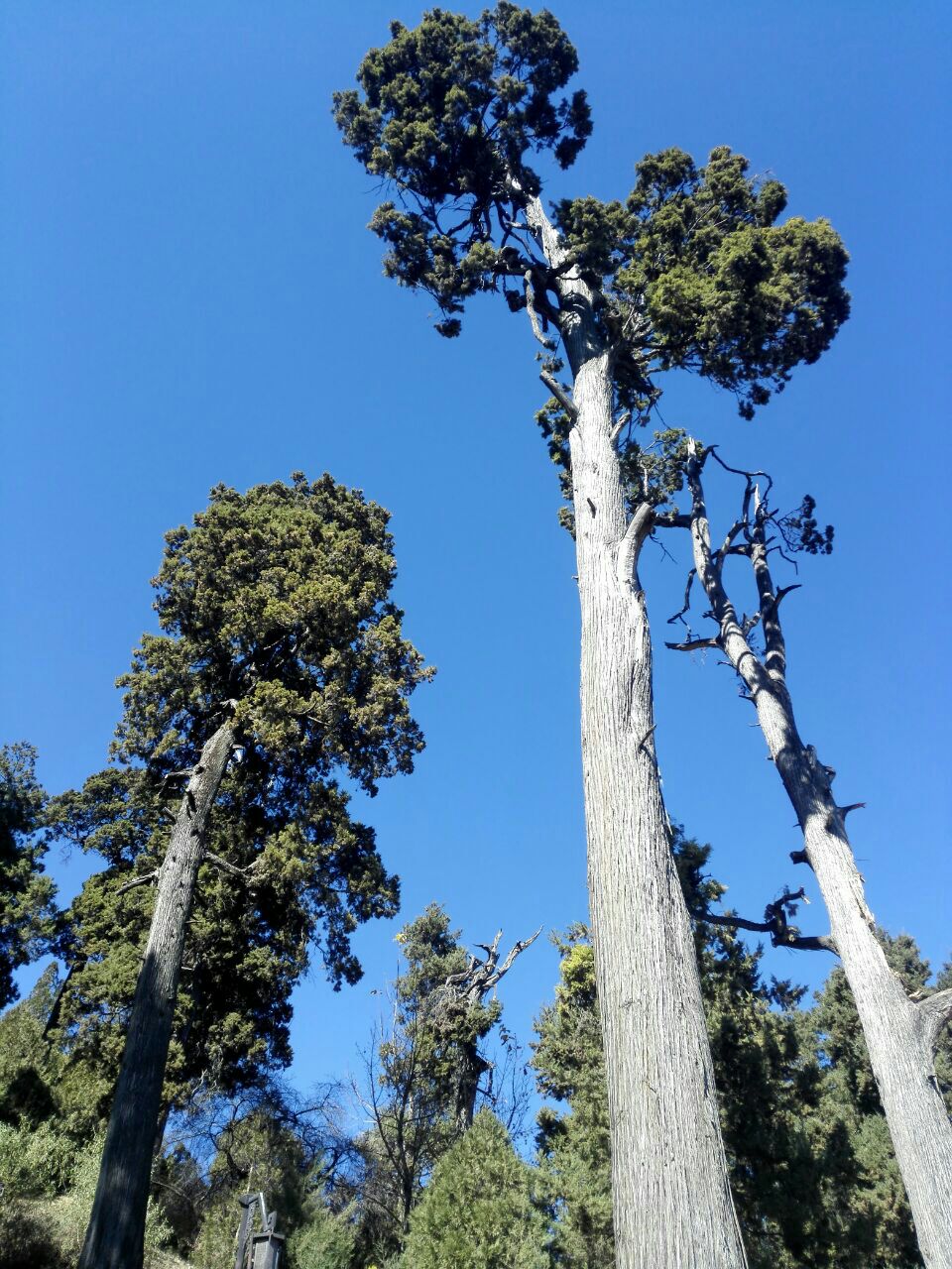 2019狮子山_旅游攻略_门票_地址_游记点评,丽江旅游景点推荐 去哪儿