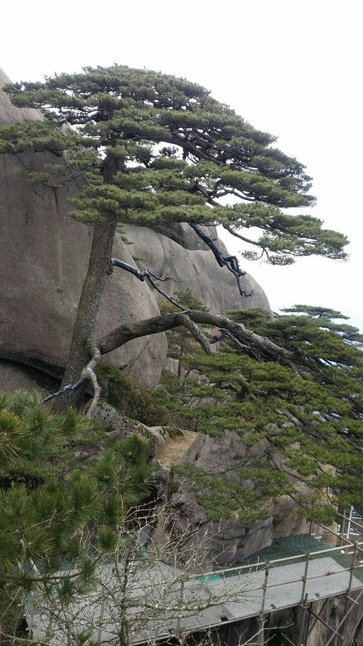 迎客松