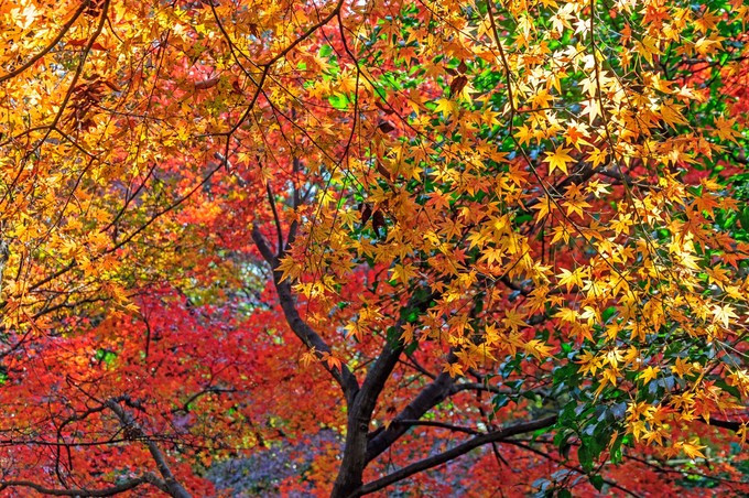 红橙黄绿 携程网