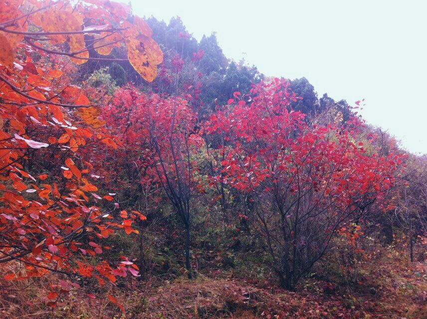 青山沟旅游景点攻略图