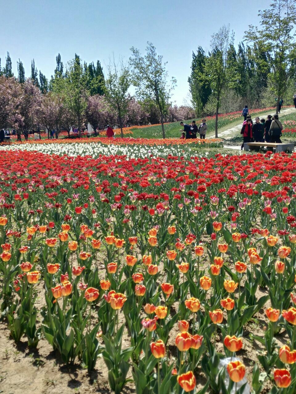 2019北京国际鲜花港_旅游攻略_门票_地址_游记点评